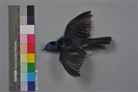 藏品(黑枕藍鶲)的圖片